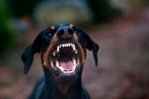 Hund als Hauptgericht? Super Idee!